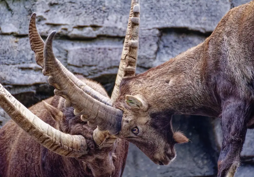 6 stycznia znak zodiaku - Koziorożec. Co mówi o Tobie ta data?