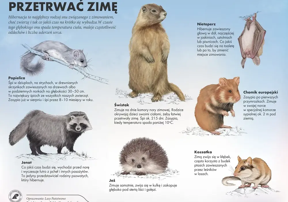 Zimowy sen zwierząt: magiczny świat przedszkolnej przyrody