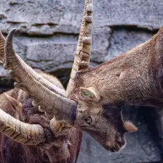 Dwa koziorożce z potężnymi rogami ścierają się. To symbol siły i determinacji, jak u osób urodzonych 6 stycznia, czyli pod znakiem zodiaku Koziorożca.