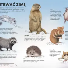 Zimowy sen zwierząt: magiczny świat przedszkolnej przyrody