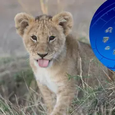 Mały lew z wystawionym językiem na tle niebieskiej tarczy zodiaku. Lew to znak zodiaku symbolizujący siłę i odwagę.