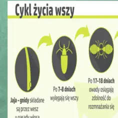 Wszy u dziecka objawy – jak rozpoznać i uniknąć powikłań
