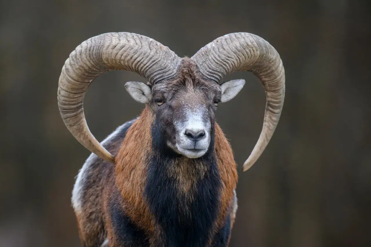 Baran z imponującymi rogami, jak znak zodiaku Koziorożec, 3 stycznia.