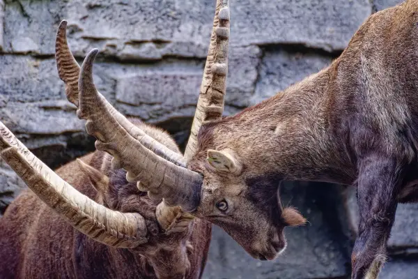 6 stycznia znak zodiaku - Koziorożec. Co mówi o Tobie ta data?