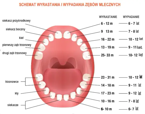 Ile zębów ma niemowlak? Kompletny rozwój uzębienia dziecka