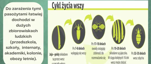 Wszy u dziecka objawy – jak rozpoznać i uniknąć powikłań